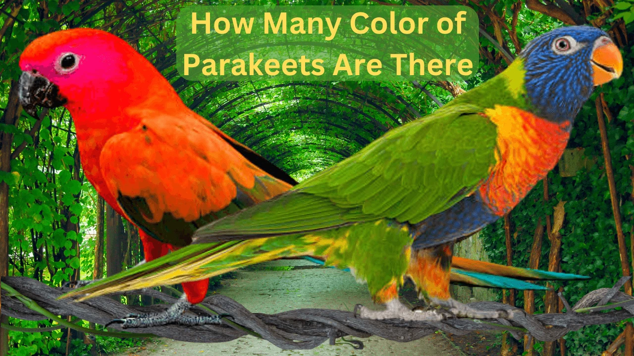 Colors of Parakeets