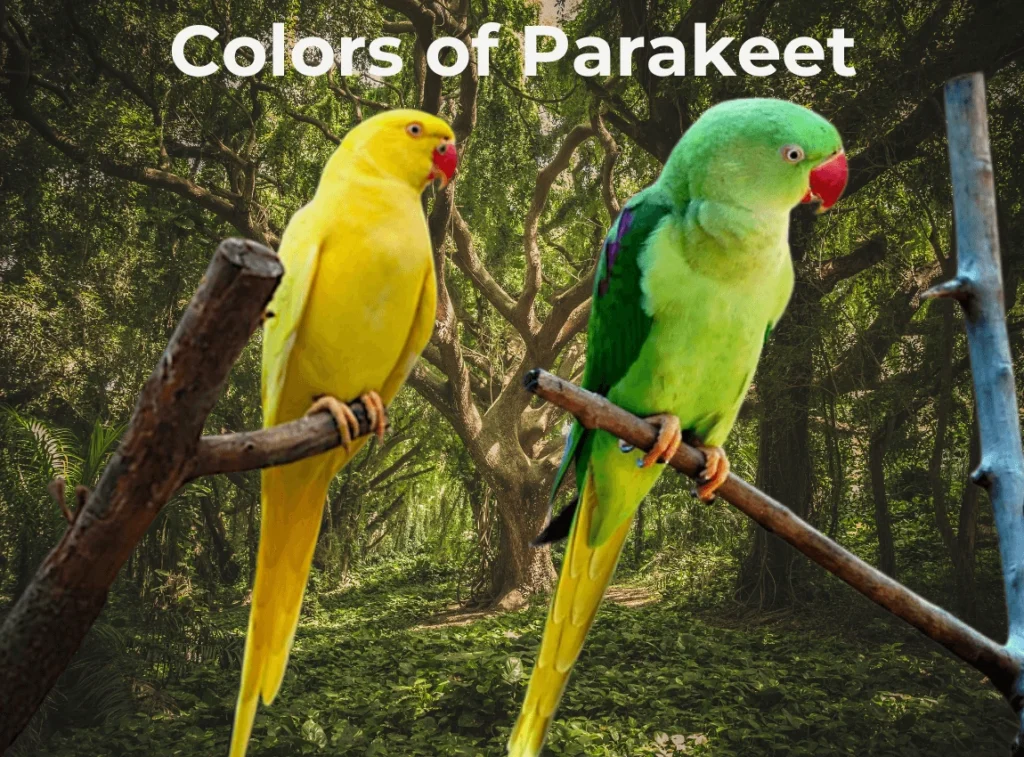 What color is a Parakeet