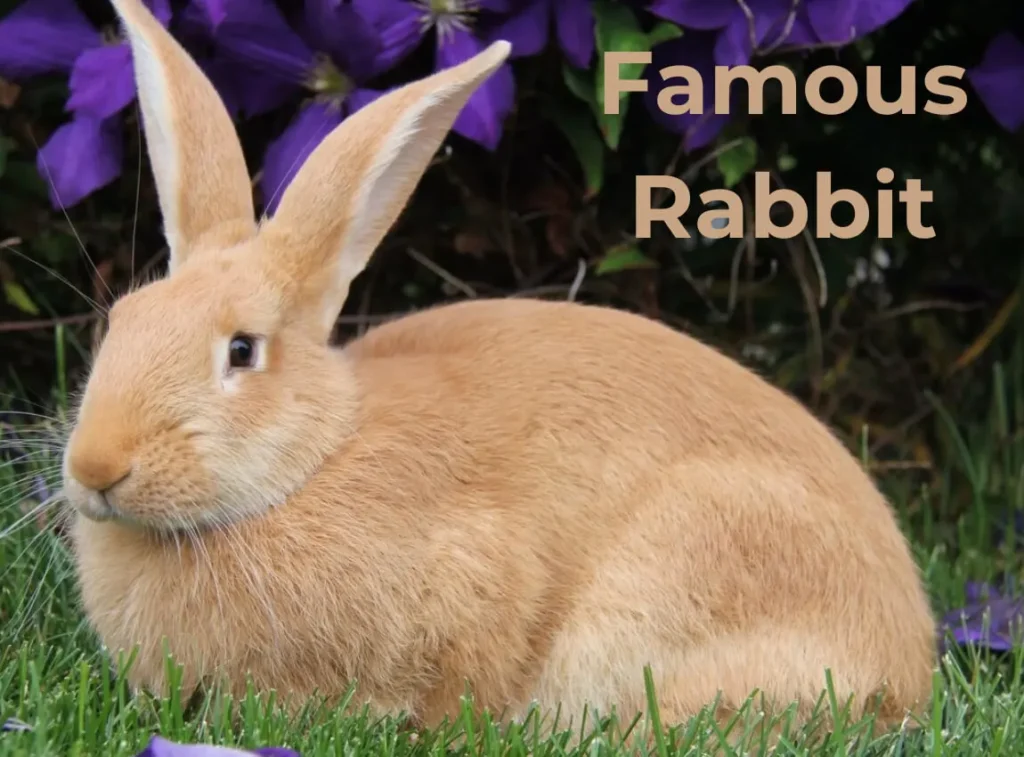 Famous Rabbit Breed