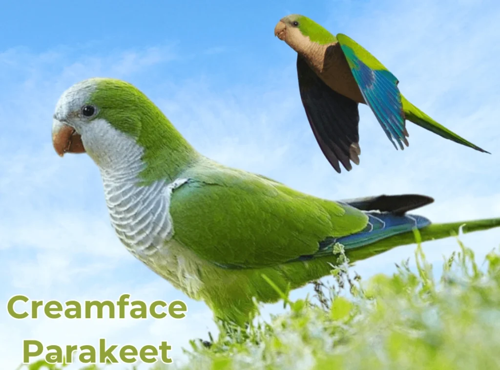 Creamface Parakeet