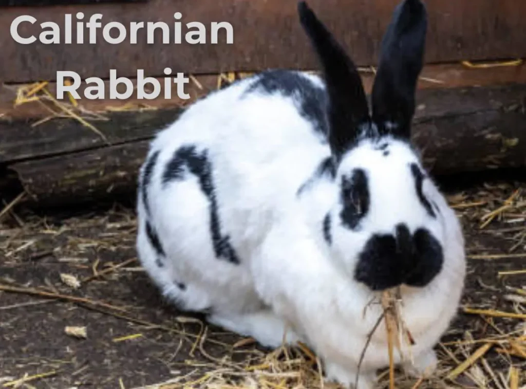 Californian Rabbit