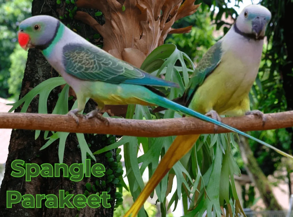 Spangle Parakeet