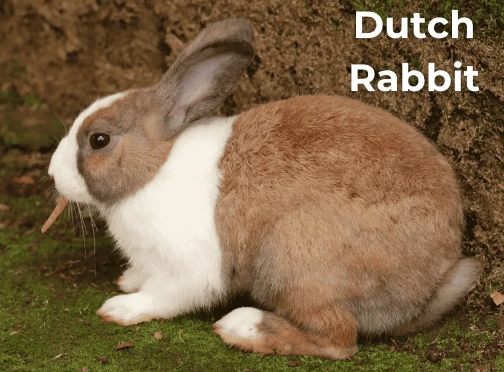 Dutch Rabbit