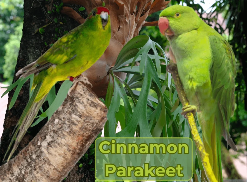 Cinnamon Parakeet