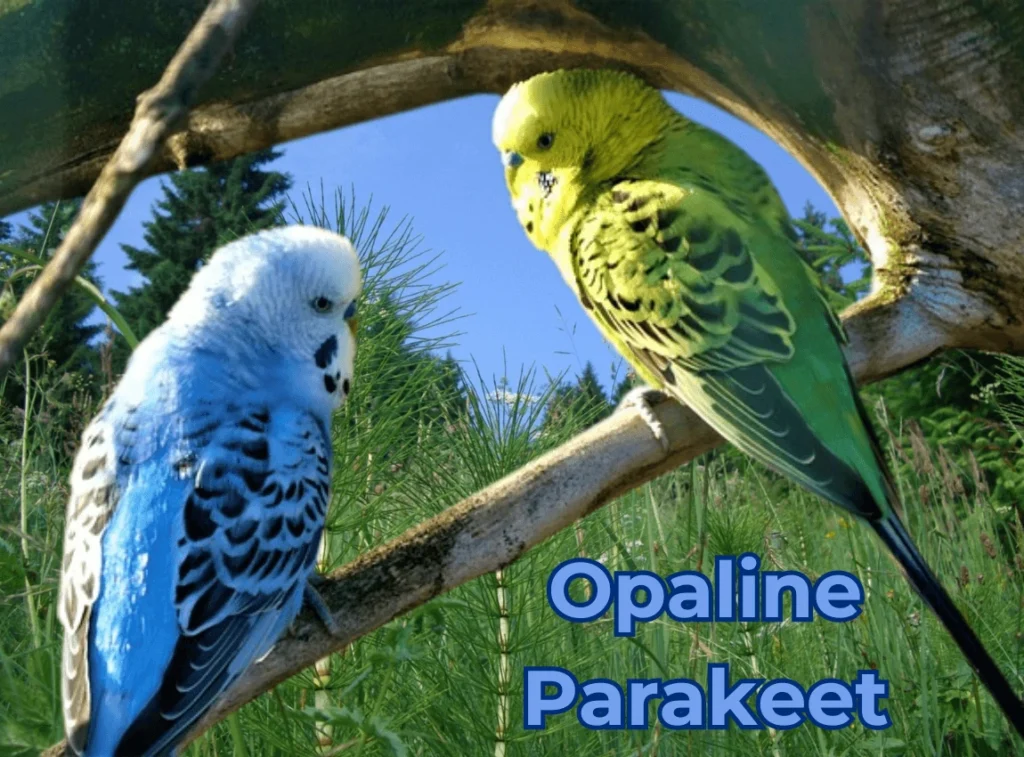 Opaline Parakeet