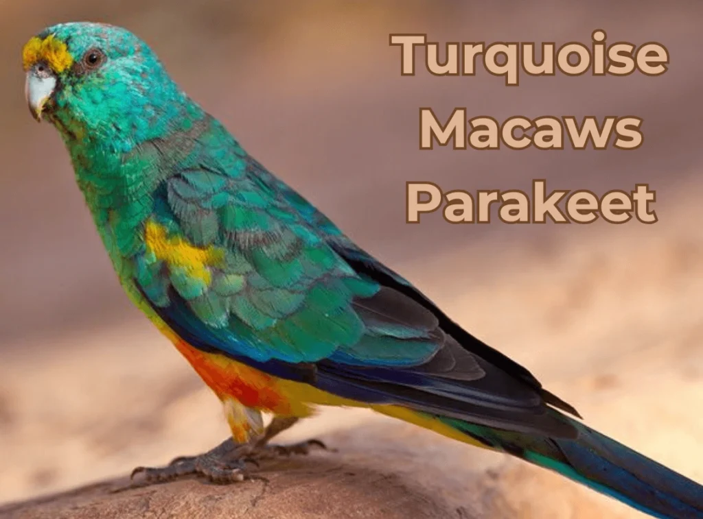 Turquoise Parakeet