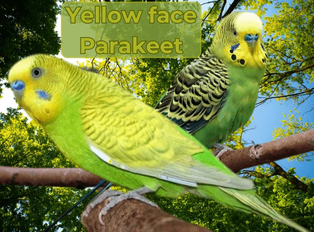 Yellow face Parakeet