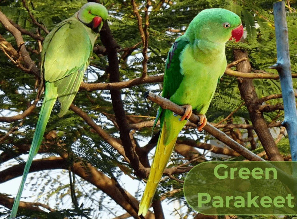 Green Parakeet