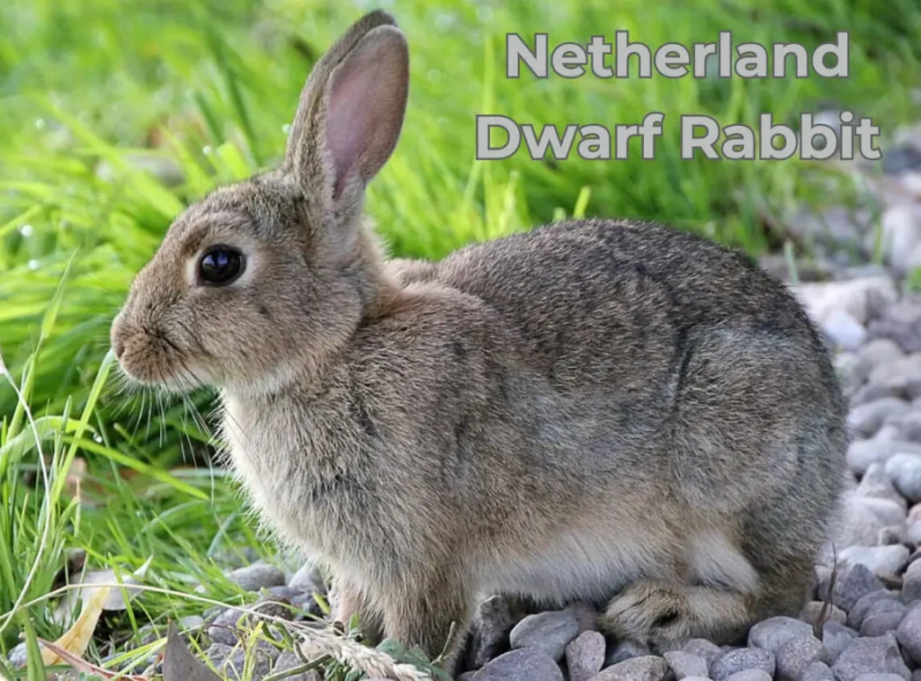 Netherland Dwarf Rabbit