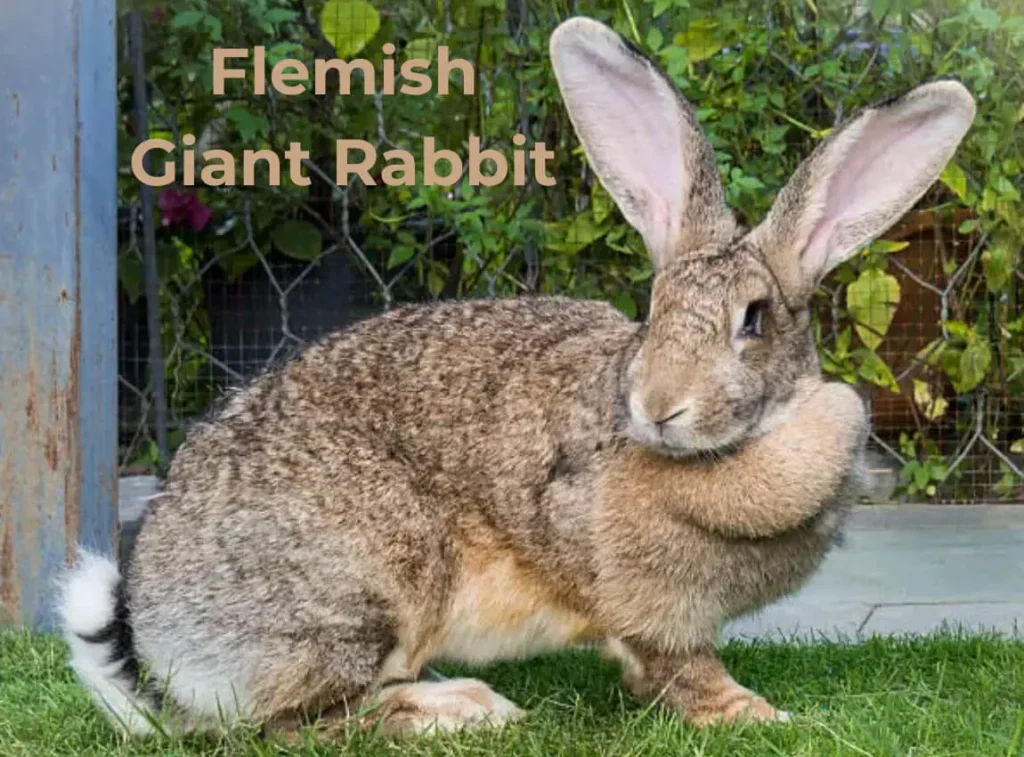 Flemish Giant Rabbit