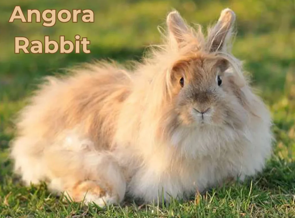 Angora Rabbit