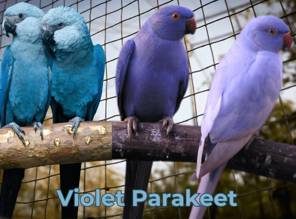 Violet Parakeet