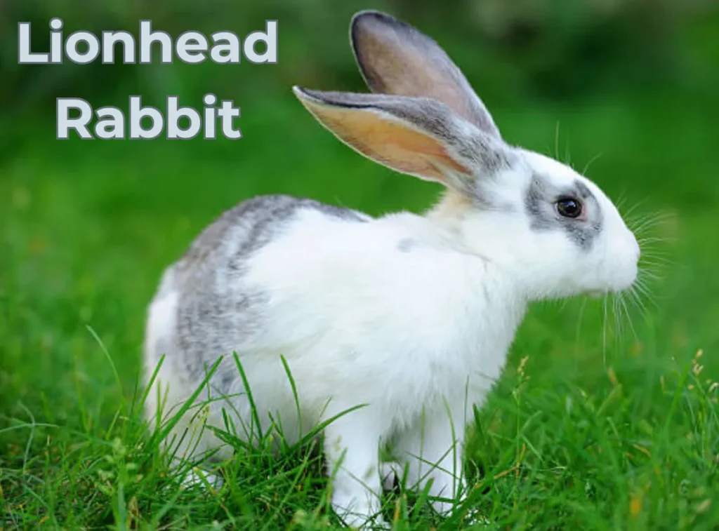 Lionhead Rabbit