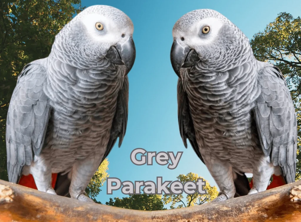 Grey Parakeet