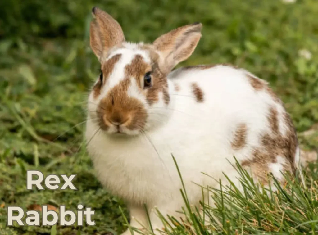 Rex Rabbit