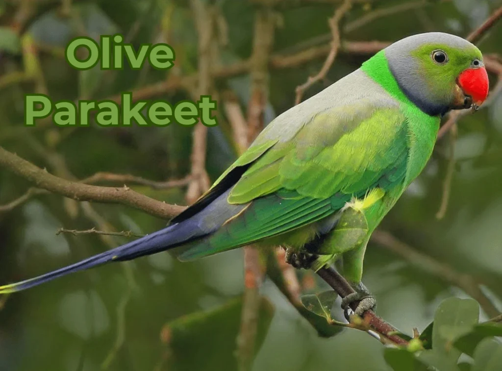 Olive Parakeet