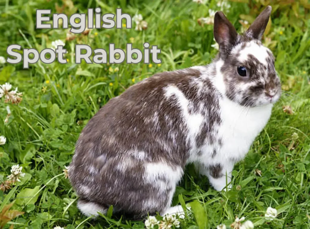 English Spot Rabbit