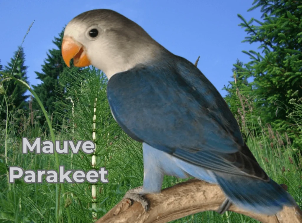 Mauve Parakeet