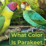 What Color Is a Parakeet