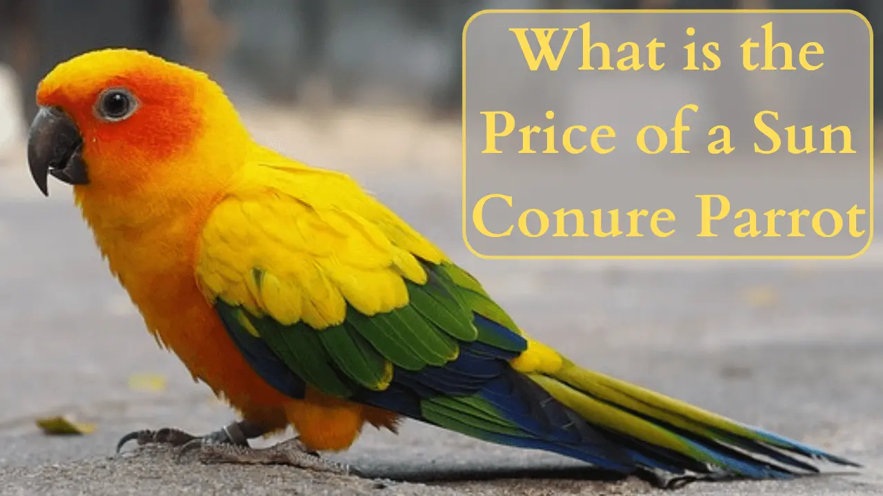 What is the Price of a Sun Conure Parrot