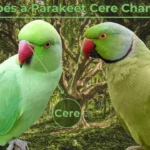 Parakeet Cere change Color