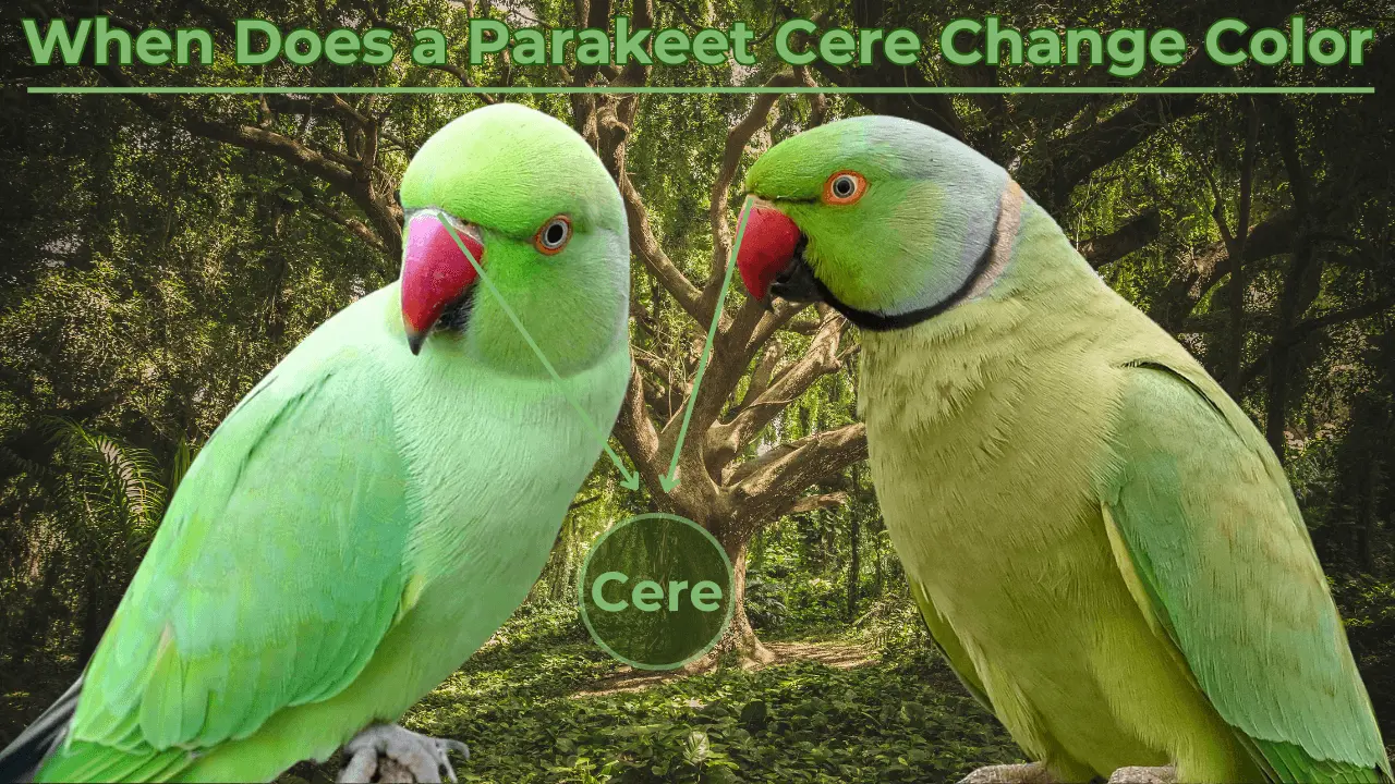 Parakeet Cere change Color