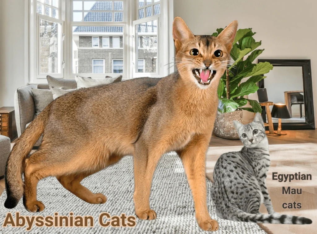 Abyssinian Cats