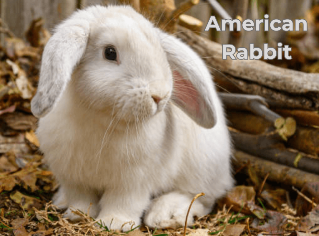 American Rabbit