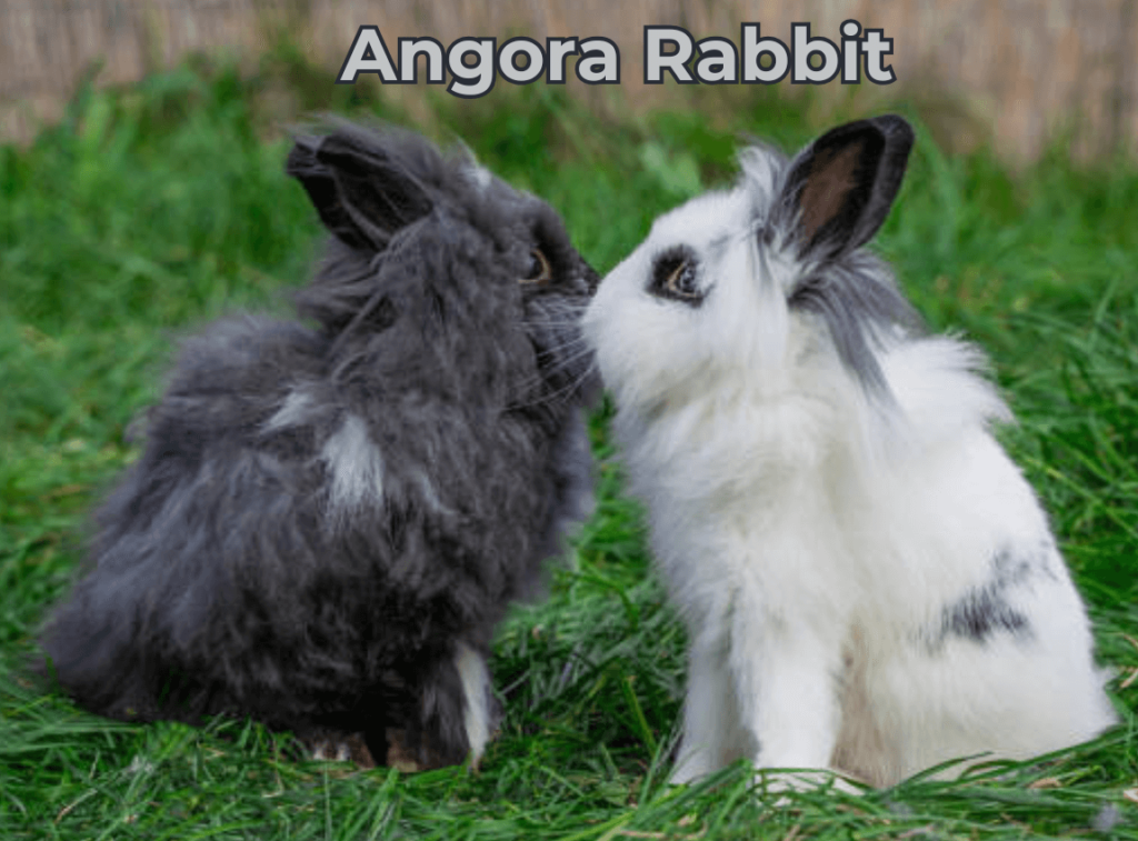 Angora Rabbit