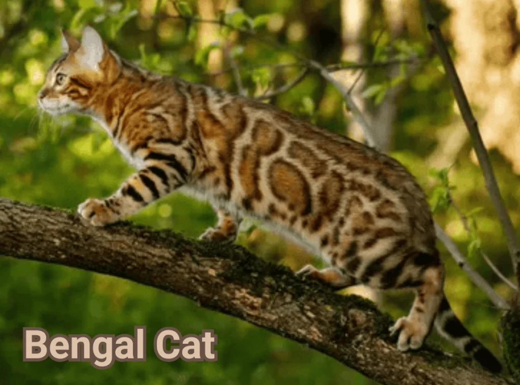 Bengal Cat