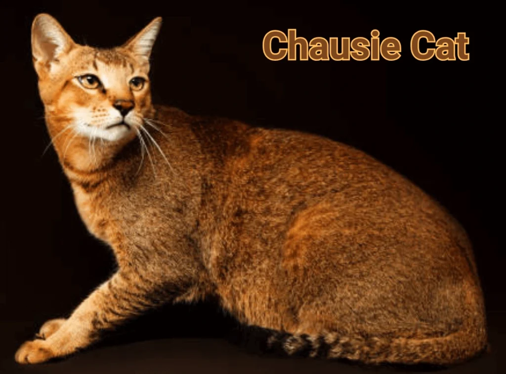 Chausie Cat