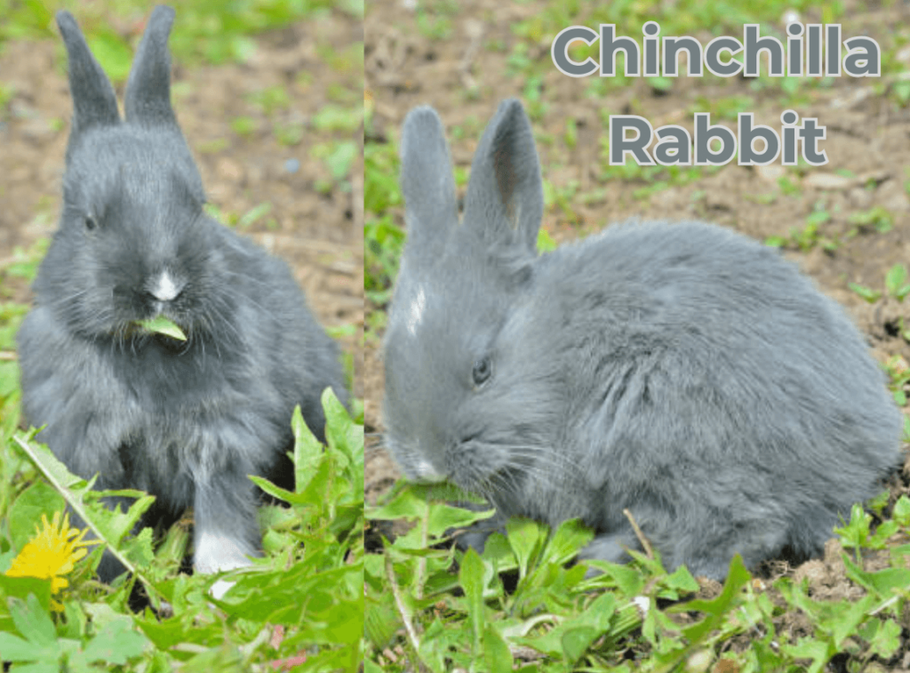 Chinchilla Rabbit