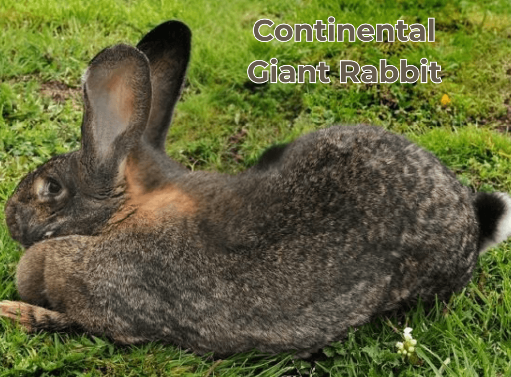 Continental Giant Rabbit