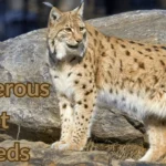 Dangerous Cat Breeds