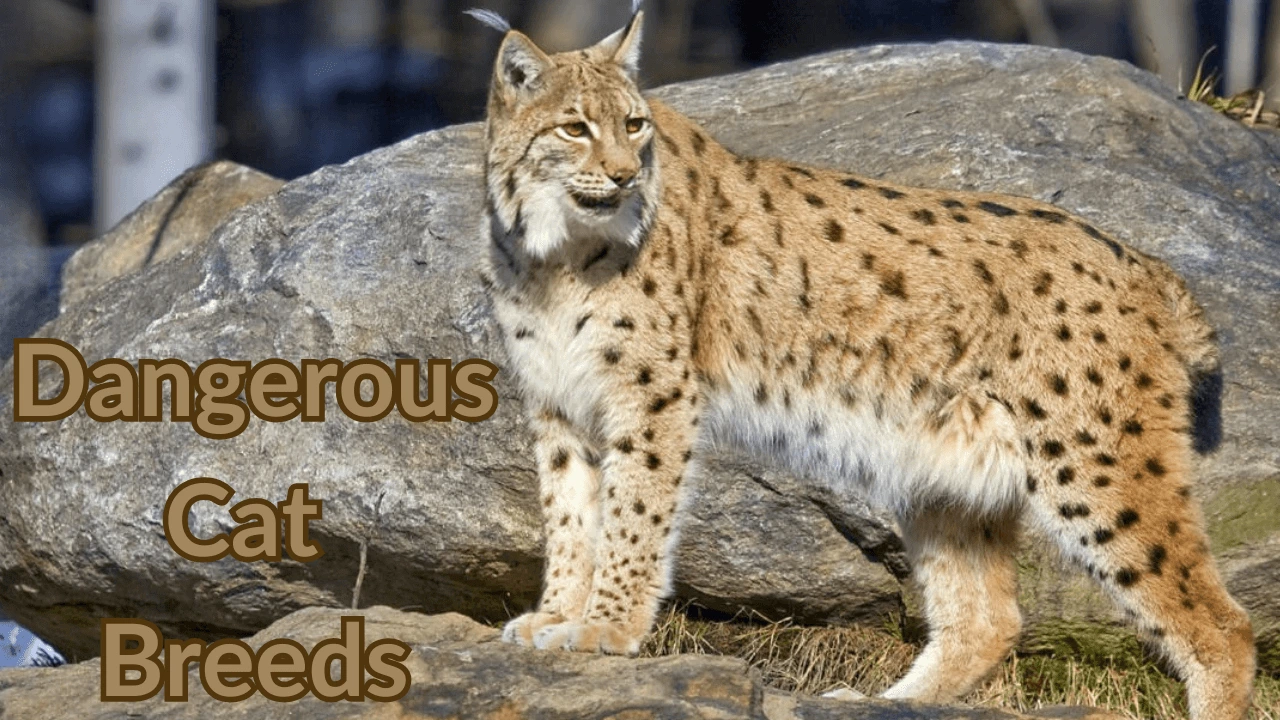 Dangerous Cat Breeds