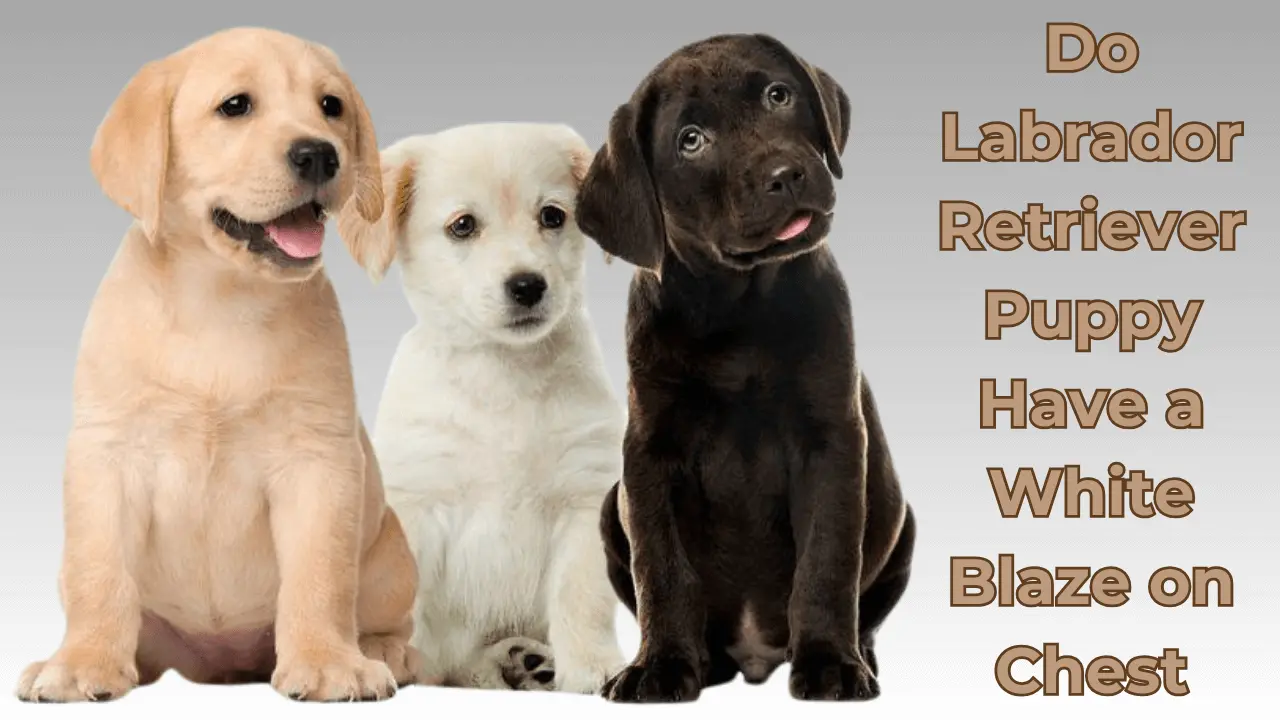 Do Labrador Retriever Puppy have a White Blaze on Chest