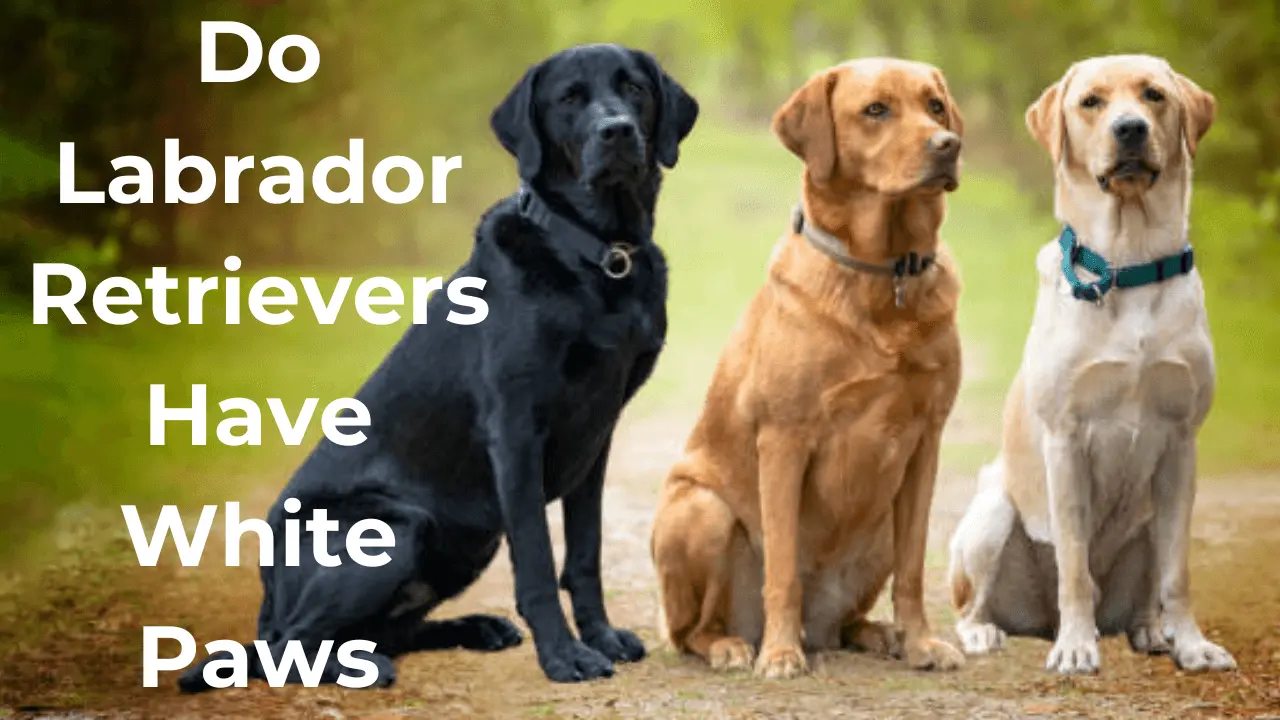 Labrador Retrievers Have White Paws.