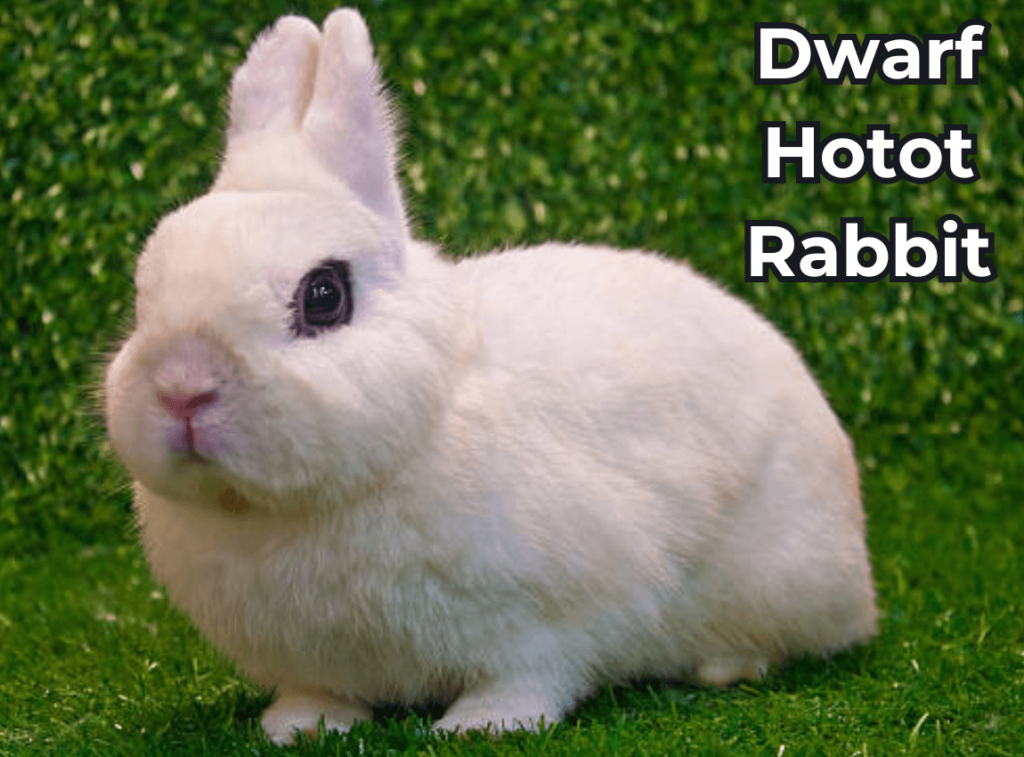 Dwarf Hotot Rabbit