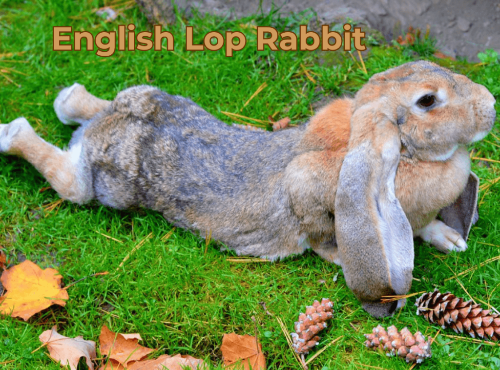 English Lop Rabbit