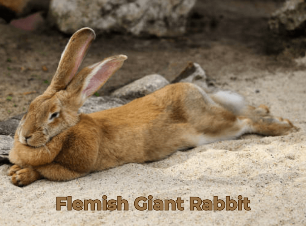 Flemish giant Rabbit