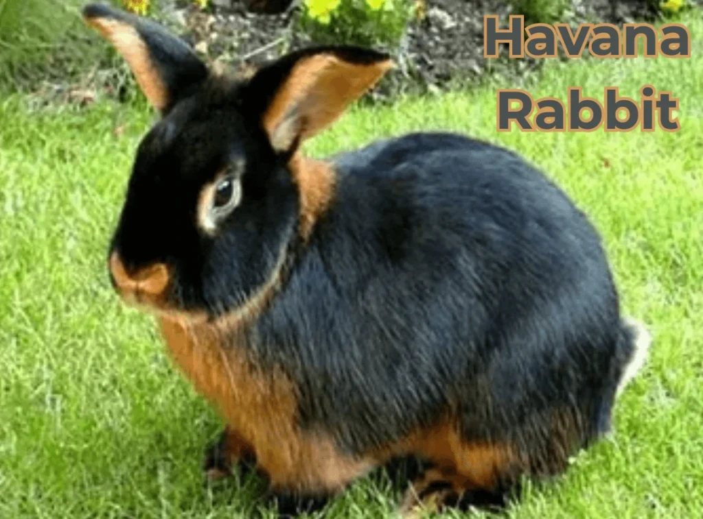 Havana Rabbit