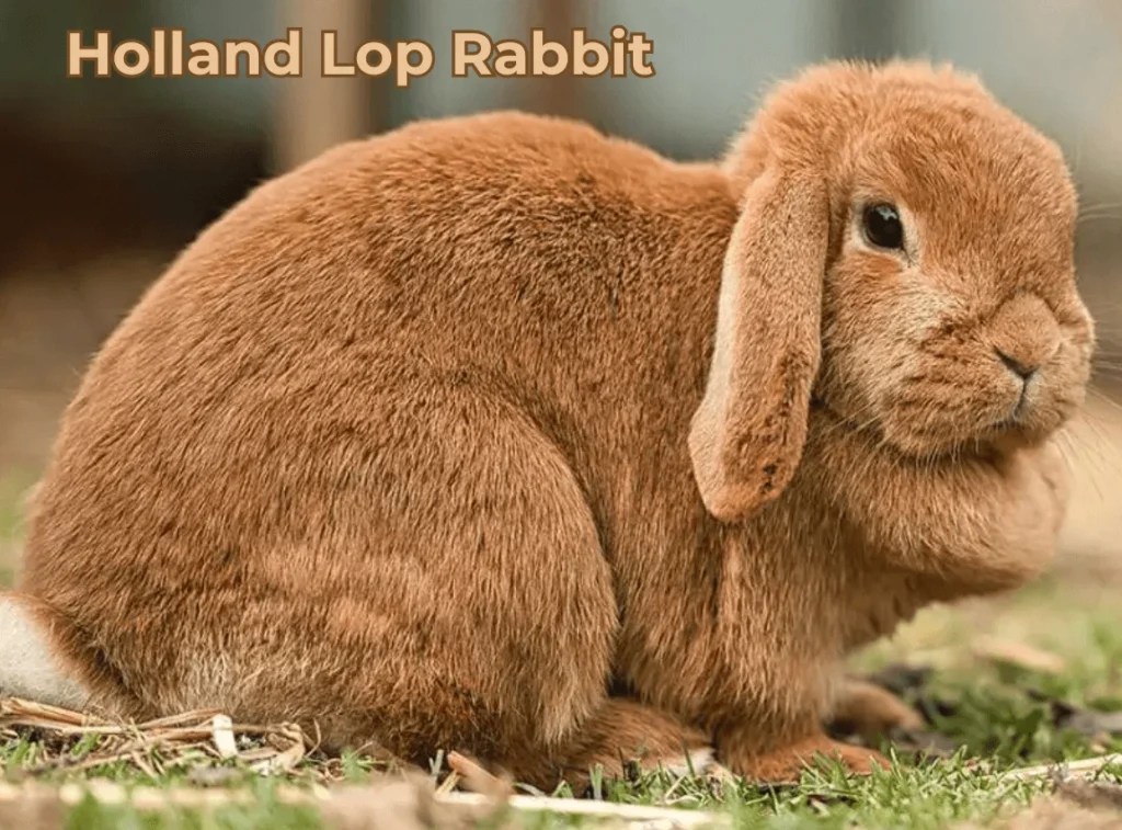 Holland Lop Rabbit