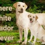 White Labrador Retrievers