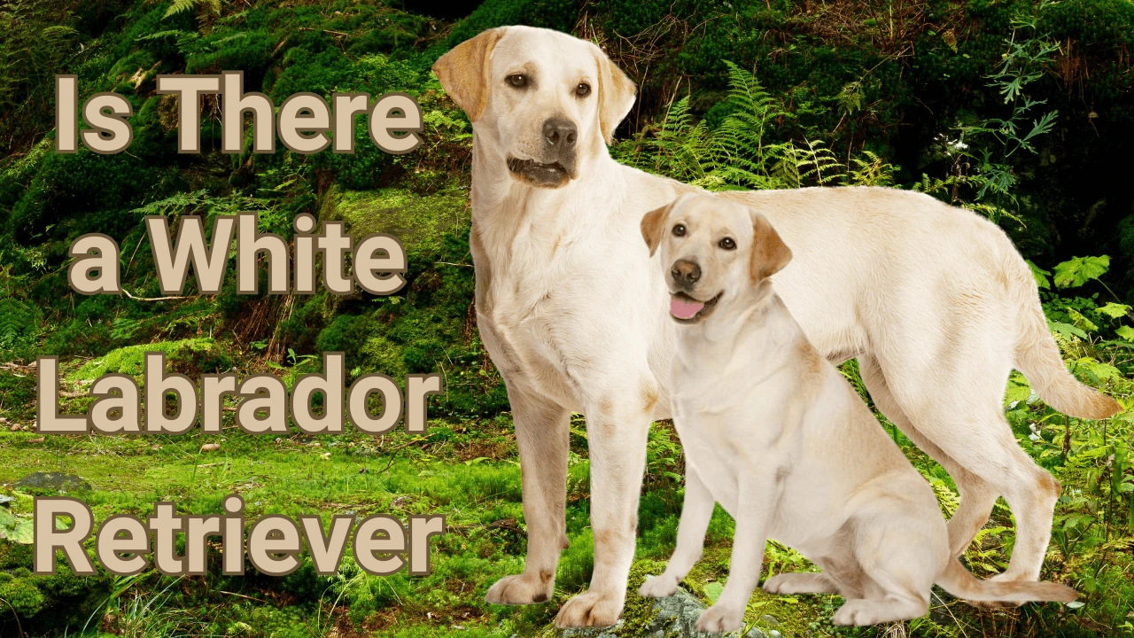 White Labrador Retrievers