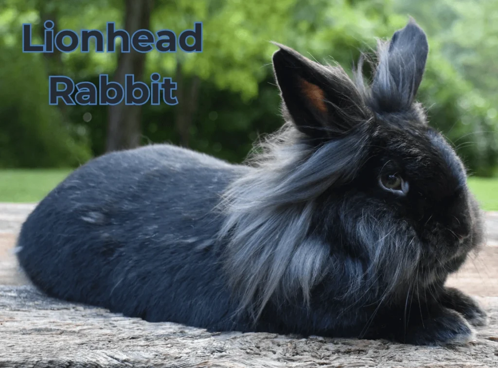 Lionhead Rabbit