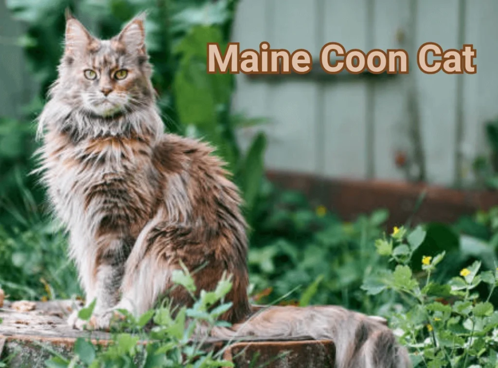 Maine Coon Cat