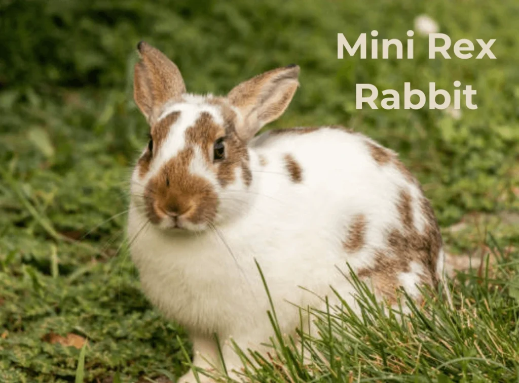 Mini Rex Rabbit