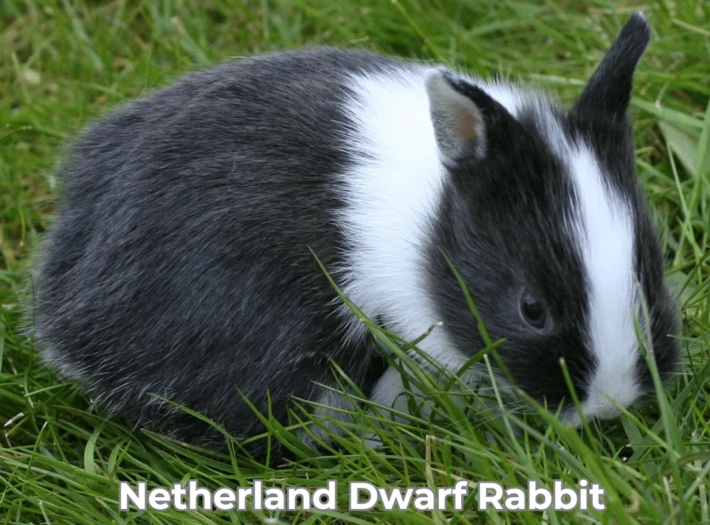 Netherland Dwarf Rabbit