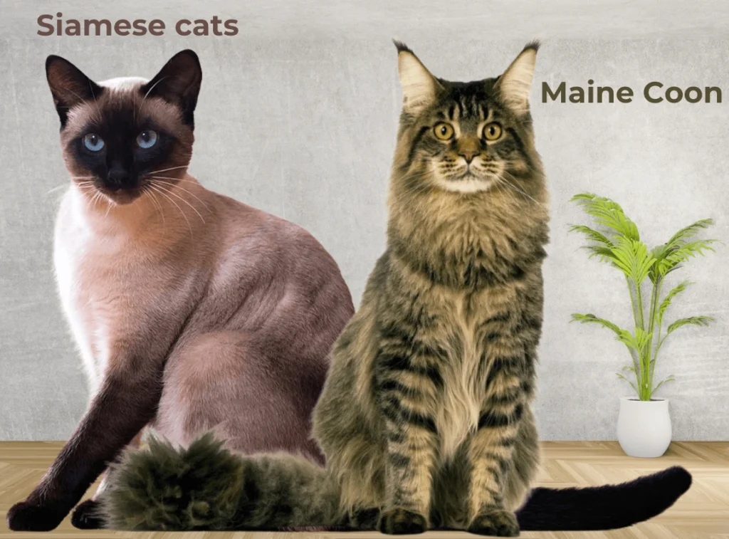 Siamese Cats and Maine Coon Cats