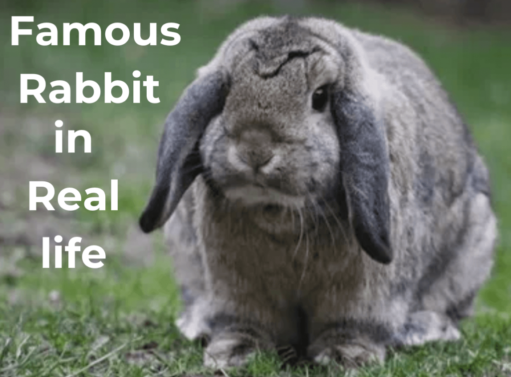 Famous Rabbit